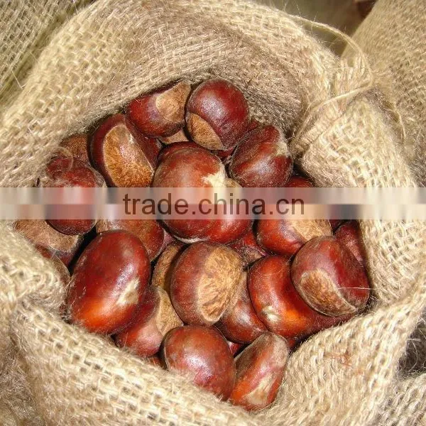 Chestnut Type Raw Chestnut photo-5