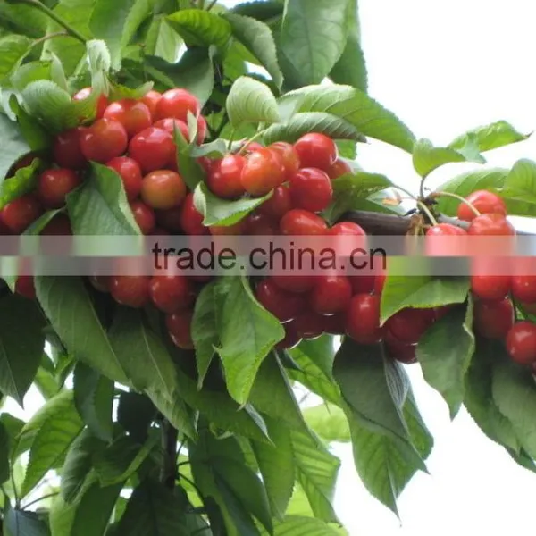Top Quality Cherry Seeds For Planting photo-4