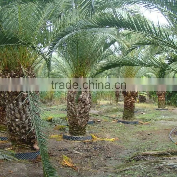 Wholesale Outdoor Ornamental Decrotive Landscaping Phoenix Canariensis Palm Trees Plants photo-6