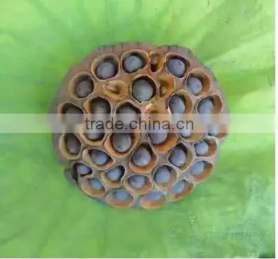 Nelumbo Nucifera Gaertn Lotus Nut Lotus Seeds photo-4