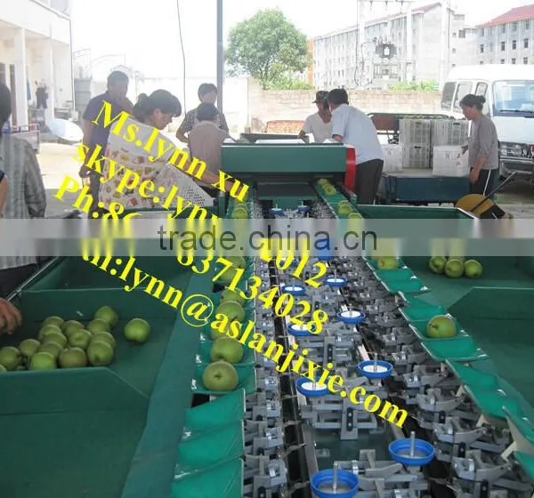 Fruit Sorting Machine by Weight /apple Sorting Machine photo-4