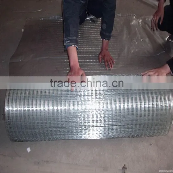 Express 2016 New Products Galvanized Welded Wire Mesh Factory(iso9001 Factory)/Welded Wire Mesh photo-5