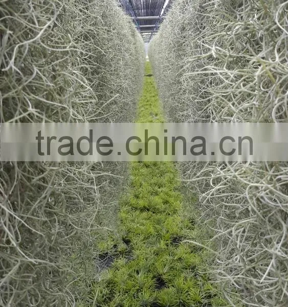 Tillandsia Air Plant photo-2
