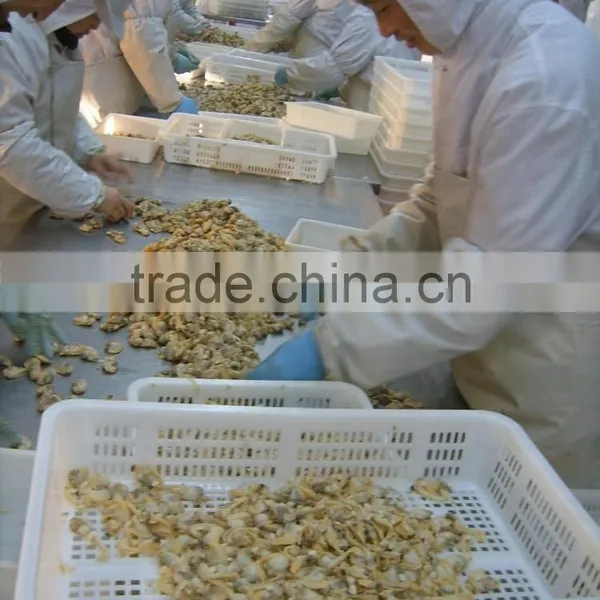 Tasty and Delicious Best Frozen Baby Clam Without Shell Iqf photo-3