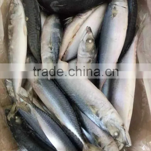 Pacific Mackerel photo-3