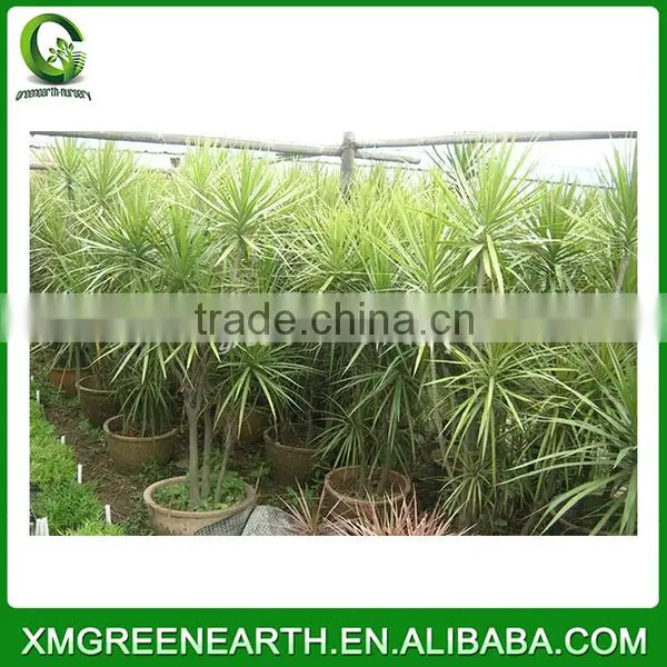 Dracaena Fragrans