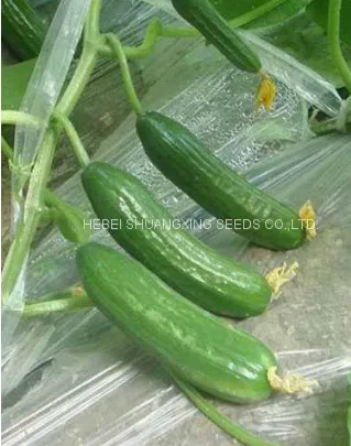 Early Maturity Hybrid Cucumber Seeds for Sale photo-3