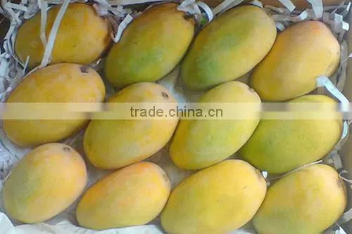 Mango photo-2