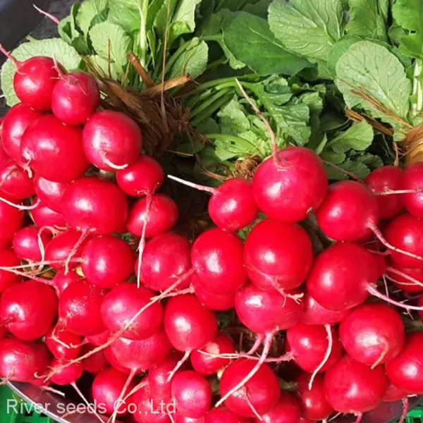 High Sprouting 5g Red Radish Seeds Supplier Chinese Vegetable f1 Hybrid Radish Seed for Planting
