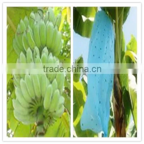 Blue PE Protective Film for Banana Grow Bag 80*160 photo-2