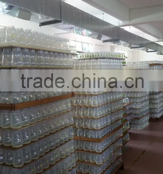 OEM Factory for the Customized Brand and Logo Design for the Baby Bottles photo-4