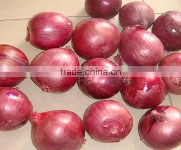 China Onion at Good Price of per Ton photo-2