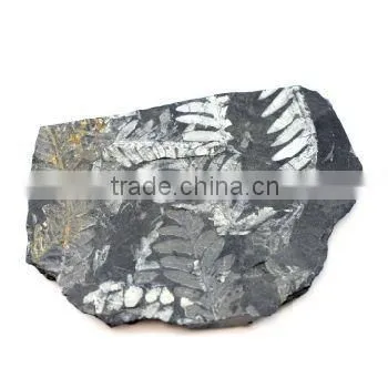 Deluxe Authentic Plant Leaf Fossils Dig Kit photo-4