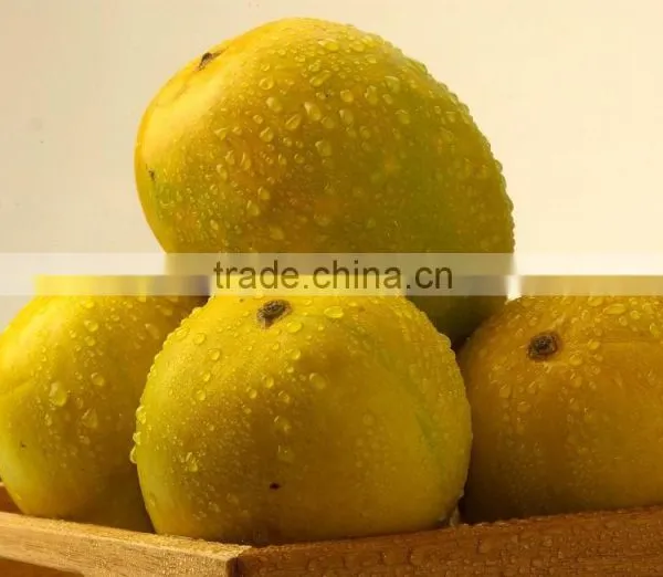 Fresh Alphonso Mangoes Exporters in India photo-4