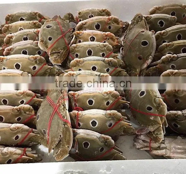 Good Quality Frozen Redspot Swimming Crab