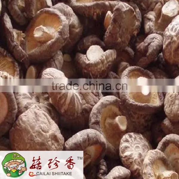 Free Shipping Premium Fresh Flower Shiitake Mushroom Spawn Cultivation photo-2