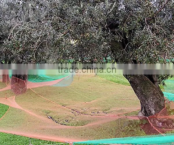Olive Harvest Net photo-5