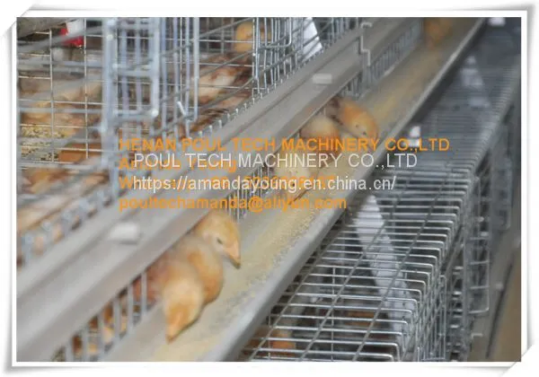 Barbados Chicken Shed A Type Automatic Small Chicken Cage & Small Layer Cage With 10000 Birds With Automatic Manure Clean Machine photo-2
