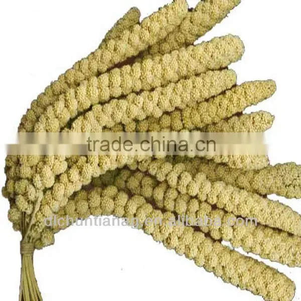 Organic Yellow/red Millet Spray photo-3