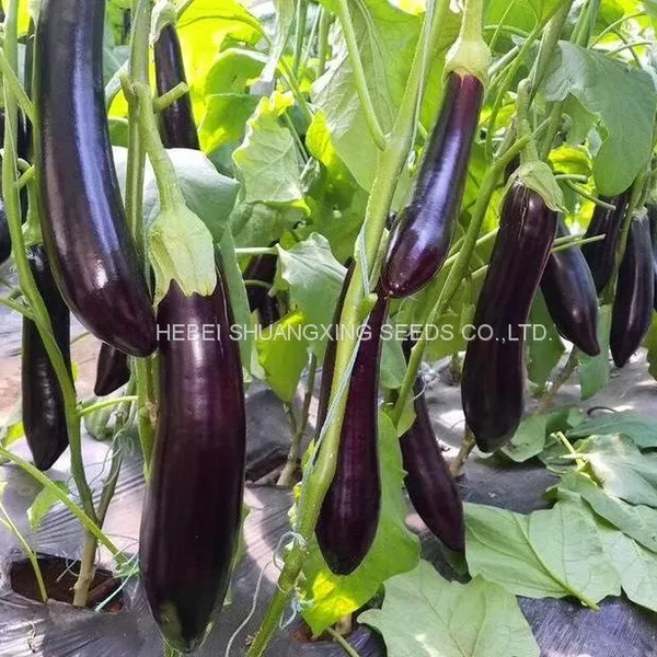 High Yield New-bred Hybrid f1 Eggplant Seeds SXE No.5 photo-3