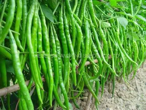 Green Thin And Long Hot Chili Pepper Seeds For Planting photo-2