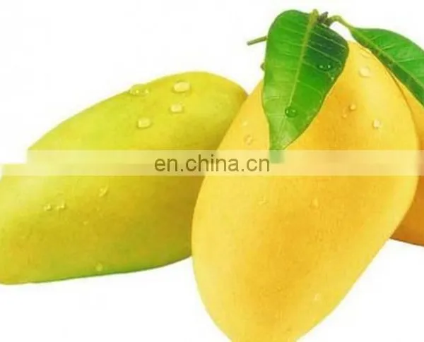 High Quality Fresh Mango Export Originating From Vietnam photo-2