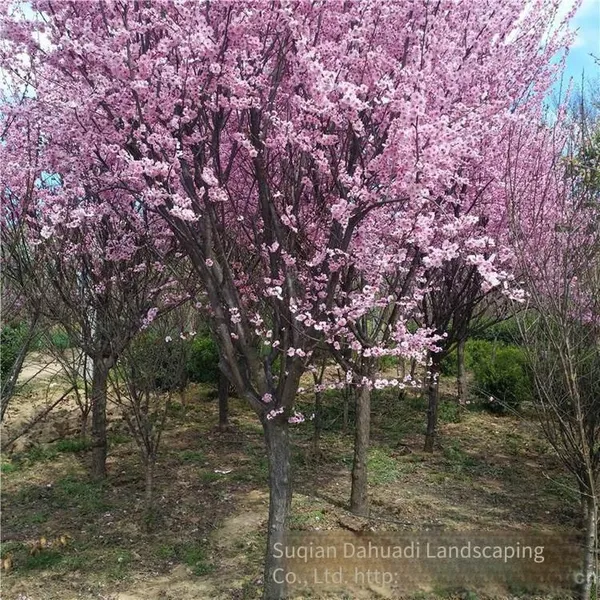 Price of 3 - Centimeter Mei Flowering Plum, Affordable, Guarantee Survival Rate photo-3