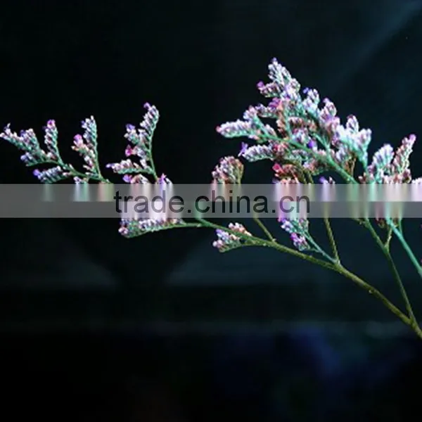 Cut Fresh Hot Sell Wholesale Fresh Flowers Cut Foliage photo-4
