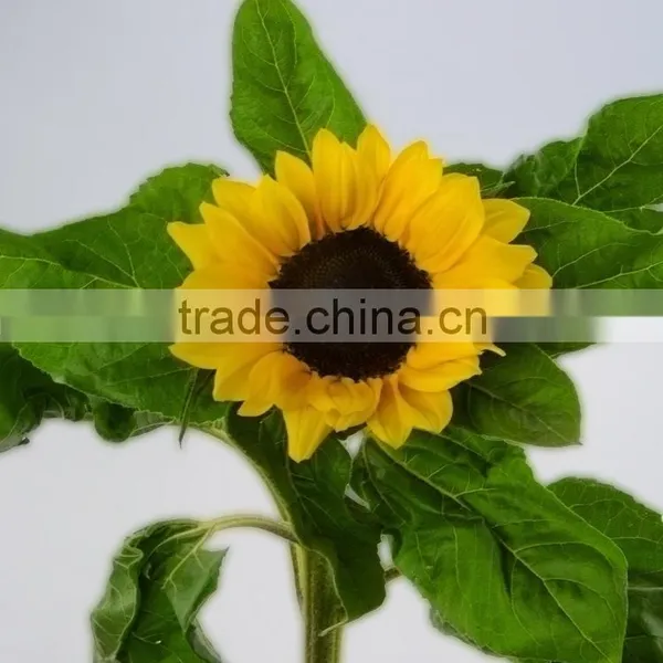 Good Quality New Products Blue Fresh Cut Sunflowers photo-3