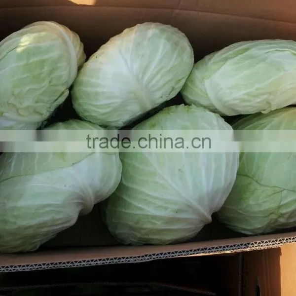 Supply Chinese Fresh Cabbage photo-2