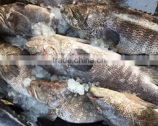 FROZEN REEFCOD/GROUPER WHOLE I.F./IWP photo-3