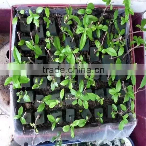 Phenolic Floral Foam Machinery photo-2