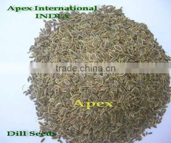 Dill Seed / Anthem Graveolens / Suwa photo-2