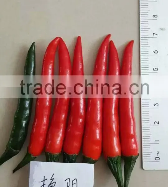 Hybrid F1 Red Hot Chili Seeds For Sale-Bright Sunshine photo-2