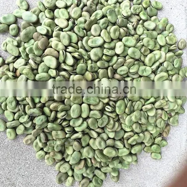 Broad Green Beans With Marketing Price for Hot Sale With HACCP&ISO photo-2
