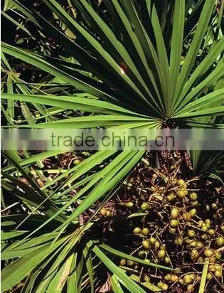 GMP Natural High Quality Saw Palmetto Extract/Saw Palmetto Extract Powder/Fatty Acid photo-2