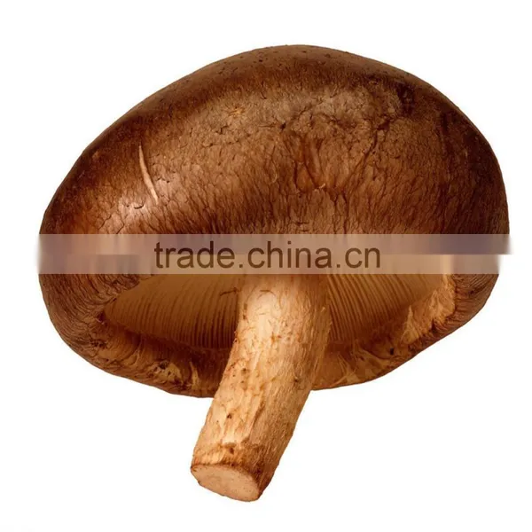 Wholesale Fresh Shitake Mushroom