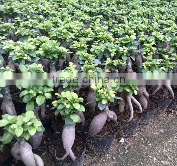 Ficus Microcarpa Live Plant Ginseng Bonsai photo-2