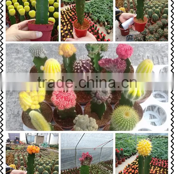 Chamaecereus Sylvestri F.variegatus Cactus Plants photo-3
