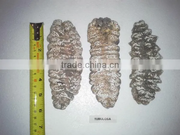 Isostichopus Fuscus photo-6