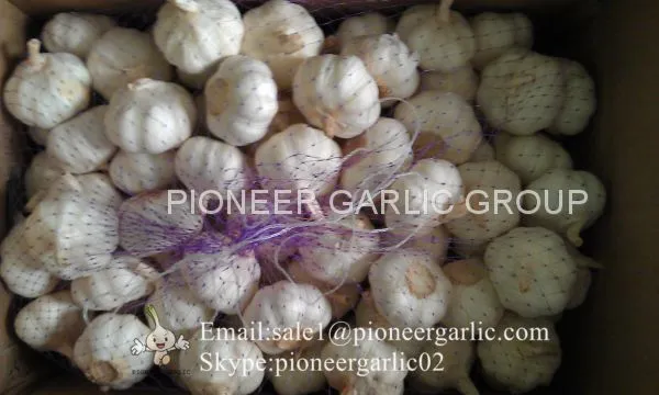 New Crop Fresh Chinese Pure White Garlic (5.0cm, 5.5cm, 6.0cm)Box Packing photo-4