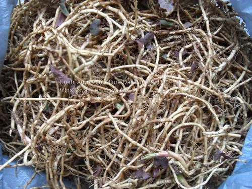 Herbal Medicine Houttuynia photo-5