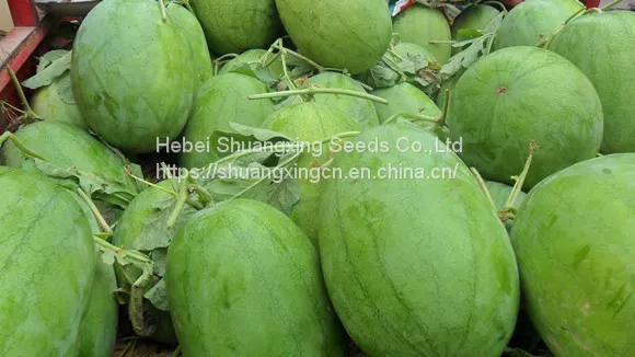 Big Pearl Light Green Hybrid Watermelon Seed photo-3
