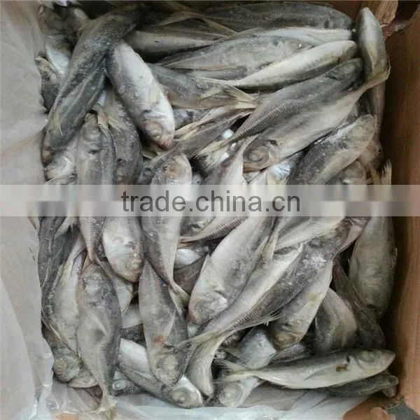 Sea Frozen 100-150g Horse Mackerel or Sacd From China photo-3