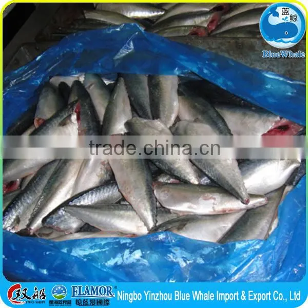 Frozen Pacific Mackerel HGT