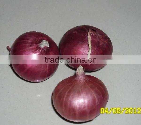 Onion From Nasik,India photo-4