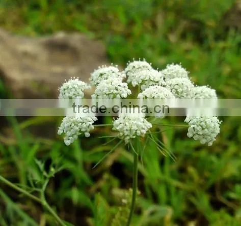 Ammi Majus ,Lace Flower , Ammi Majus Linn.,flower Seed,herb Seed,vegetalbe Seed,fruit Seed,grass Seed photo-2