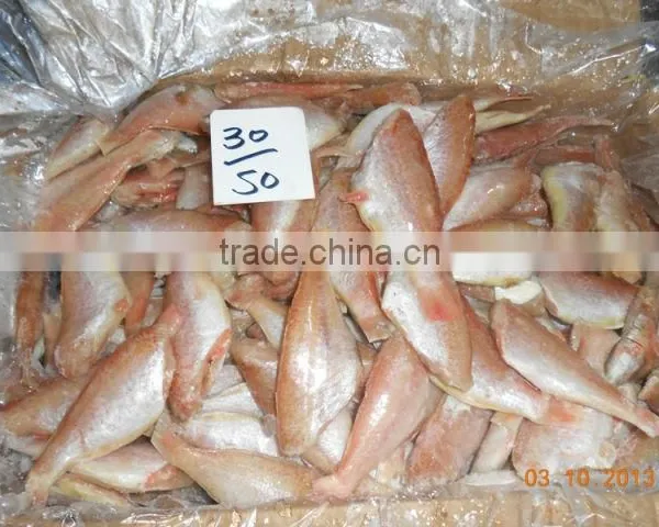 FROZEN SEA BREAM photo-4