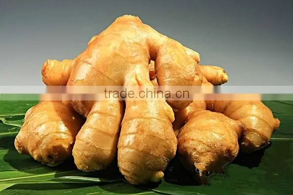Ginger photo-6