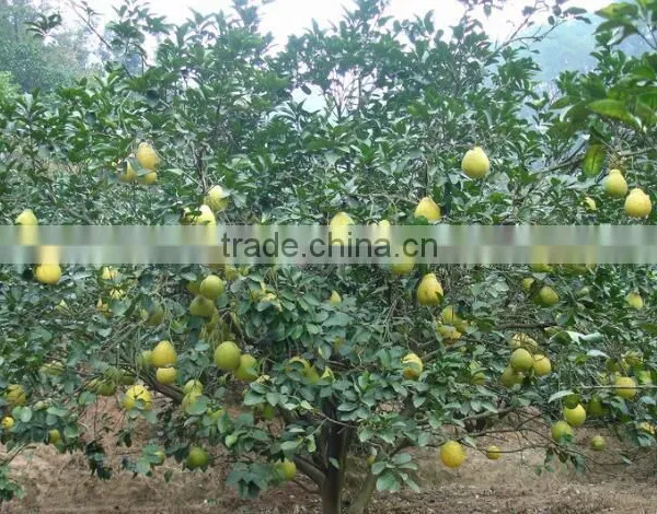 Pomelo, Shaddock Tree Seedlings photo-6